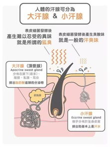 如何挑选可以抑制狐臭的止汗剂